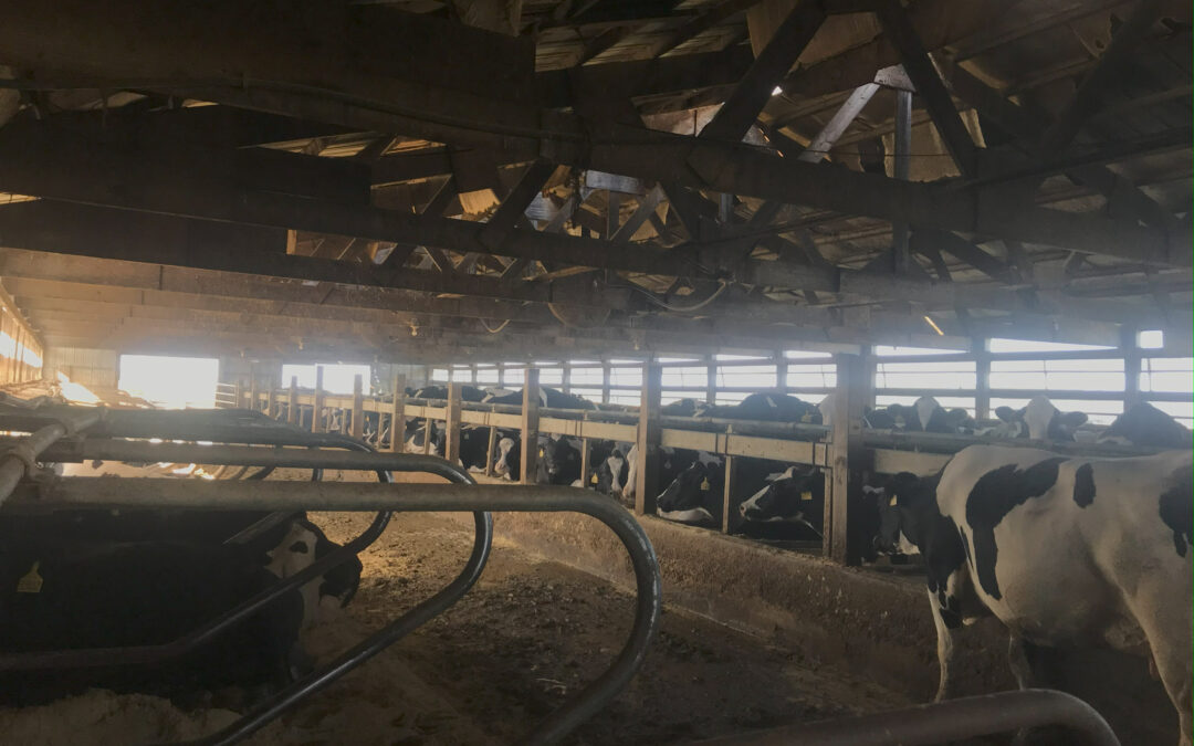 Scheevel Family Farms