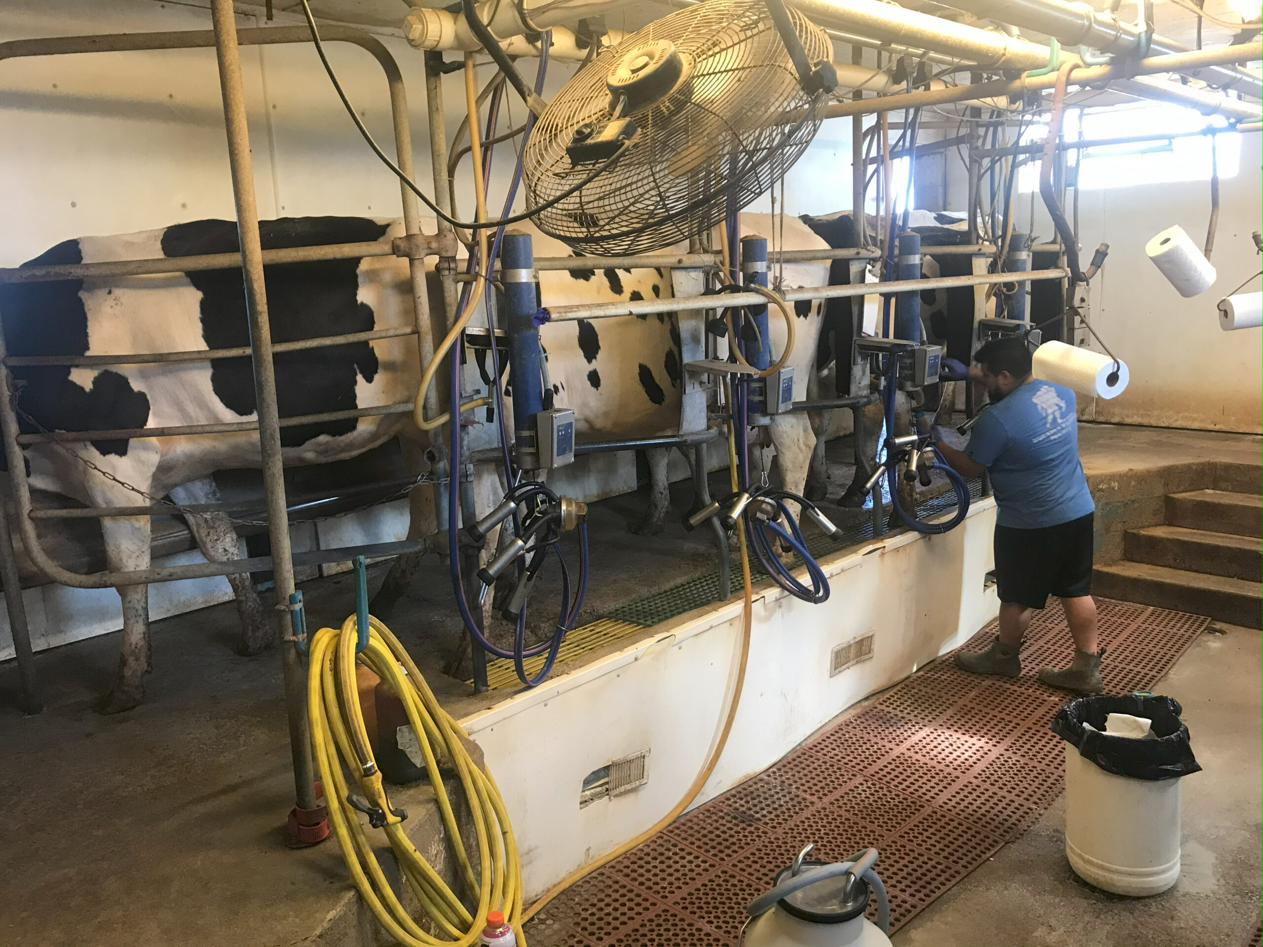 Scheevel Family Farms cows assembled in parlor for milking