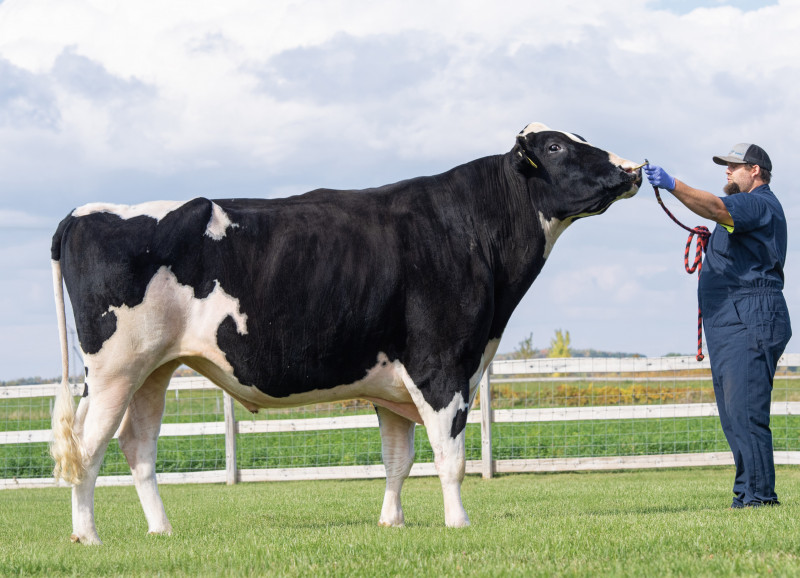 GenoSource Captain Bull GenoSource Captain Bull
