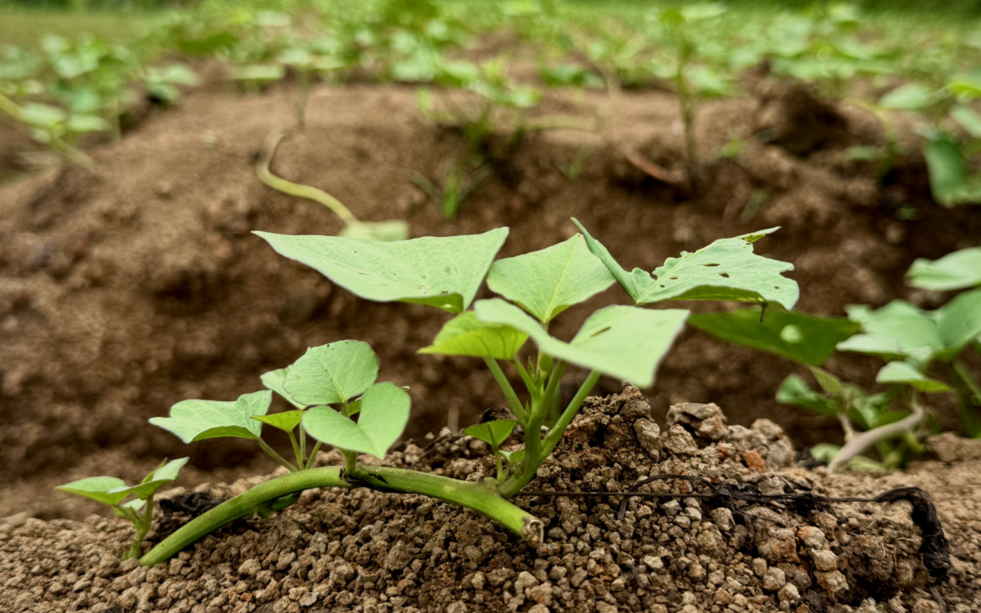 Foremost Farms highlights Wisconsin Driftless Region soil health