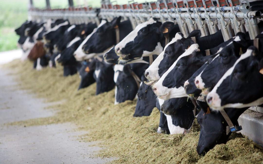 Foremost Farms Celebrates 11 Minnesota Member Farms for Low Somatic Cell Counts